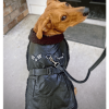Top Dog Flight Harness Coat by Doggie Design
