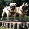 American River Choke Free Dog Harness Camouflage Collection