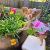 Watermelon Dog Harness Dress by Doggie Design
