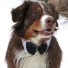 White Collar with Black Satin Bow Tie